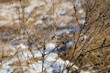 © Катерина Тарасенко - Dry plant stems with small buds in a winter field against a blurred snowy background. Nature and seasonal concept for outdoor design and print