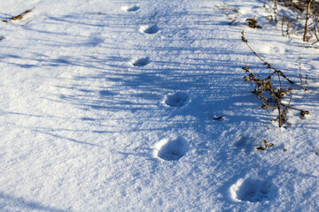 Wall Mural - Animal footprints in fresh snow with dry plants casting shadows. Winter nature scene captured in soft sunlight. Wildlife tracking and seasonal concept for design and print