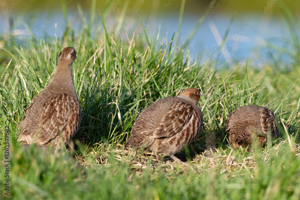 Perdrix Naturalisée - Oiseaux (14313802