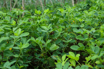 Naklejka na meble close up photo of green peanut plants on a plantation in Sumedang, West Java, Indonesia.