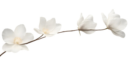 Wall Mural - three white flowers branch stalk isolated on transparent background cutout