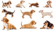 © otter2 - A selection of playful puppies, featuring different breeds like dachshunds, spaniels