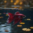 © Ghulam - A Betta fish in deep crimson hues, swimming near golden autumn leaves floating on a clear pond’s surface.