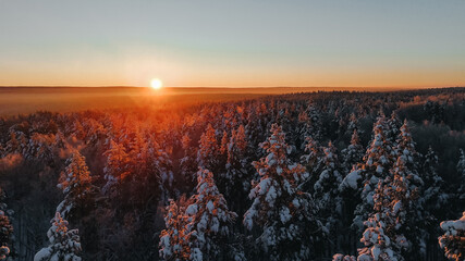 snow-covered christmas trees in the forest in the winter forest at sunset