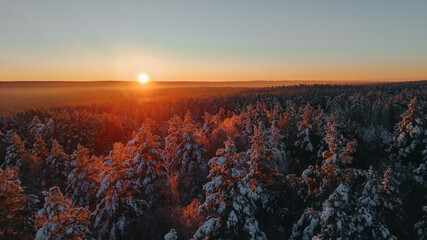 snow-covered christmas trees in the forest in the winter forest at sunset