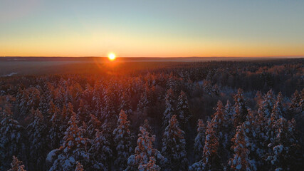 snow-covered christmas trees in the forest in the winter forest at sunset