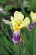 © Judith - Macro image of a purple and yellow Bearded Iris flower, Nova Scotia Canada