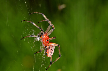 Wall Mural - spider in its web lurking