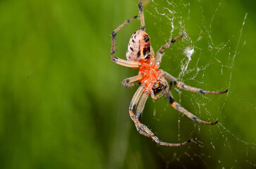 Wall Mural - spider in its web lurking