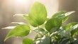 © Sutarto Stock - Close-up of vibrant green leaves backlit by sunlight, creating a soft, natural background.