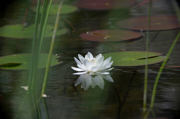 white water lily in pond Sardinia italy