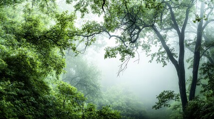Aufkleber - Serene forest canopy overview lush green environment abstract nature art tranquil scene atmospheric perspective