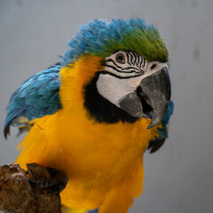 Wall Mural - The blue-and-yellow macaw, also known as the blue-and-gold macaw, is a large Neotropical parrot. 