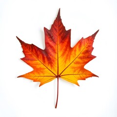 Wall Mural - maple leaf isolated on white