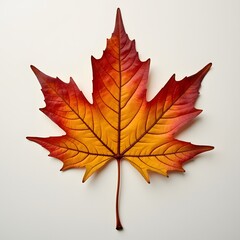 maple leaf on a white background