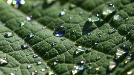 Poster - Fresh Green Leaf with Water Droplets Reflecting Sunlight in Natures Embrace