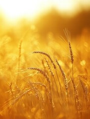 Poster - Golden wheat fields swaying gently in the warm sunlight during a peaceful late afternoon. Generative AI