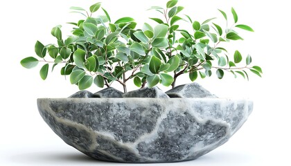 Green plant in pot isolated on white background.