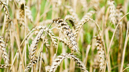 Wall Mural - ears of wheat in a field close-up