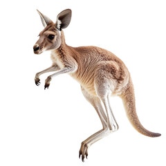 Wall Mural - kangaroo jumping isolated on transparent background