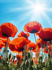 Poster - Bright red poppies basking under a clear blue sky on a sunny spring day with sunlight filtering through petals. Generative AI