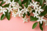 Delicate white jasmine blossoms arranged on pink background