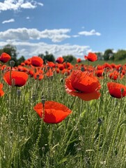 Poster - Vibrant red poppies sway in a sunlit field under a bright blue sky during early summer. Generative AI