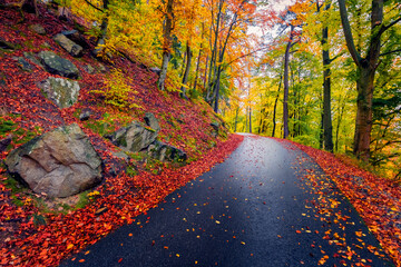 Wall Mural - empty asphalt road in the autumn forest. colorful morning scene of austrian alps. magnificent autumn