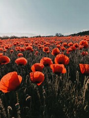 Aufkleber - Vibrant poppy field blooming under the sunny sky during spring season in a rural landscape. Generative AI