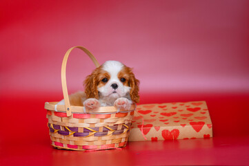 Wall Mural - small dog puppy cavalier king charles spaniel on red background with feathers. valentine's day card