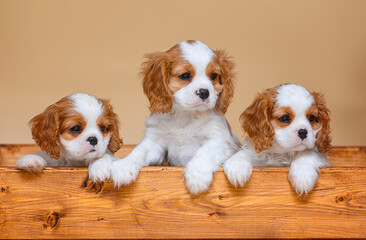 Wall Mural - small cavalier king charles spaniel puppy on beige background isolated