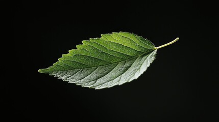 Poster - Green Leaf Floating in the Air Against a Black Background