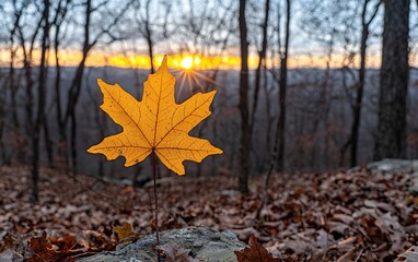 Wall Mural - Single yellow maple leaf on rock at sunset.