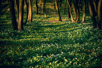 Wall Mural - Flowering green forest with white flowers, spring nature background