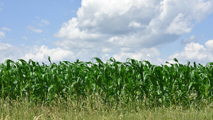 Wall Mural - green corn leaves. Corn farm. photo of corn field. concept of good harvest, agricultural. Field of corn in spring or early summer. industrial background. farmland, view of the field