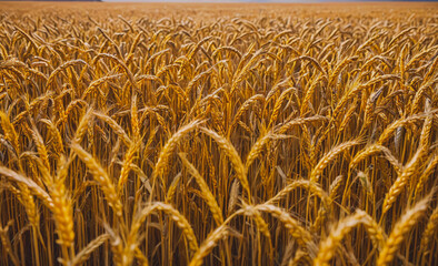 Poster - Field of golden wheat with a few brown and yellow stalks. The field is very tall and the wheat is very dry