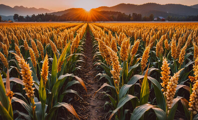 Poster - Field of golden wheat with the sun shining on it. The sun is in the sky and the wheat is tall