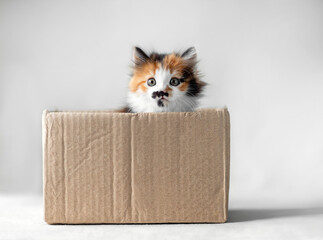 Sticker - cute fluffy kitten looks out of a cardboard box sticking out his curious muzzle