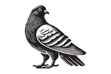 Pigeon Silhouette