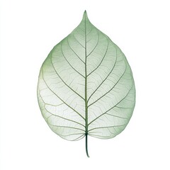Aufkleber - Delicate green leaf showcasing intricate vein patterns and translucent texture in natural light. Generative AI
