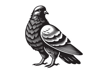 Pigeon Silhouette