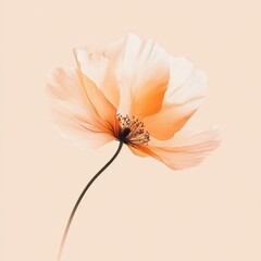 Leinwandbilder - Soft orange flower with delicate petals against a minimalistic light background. Generative AI