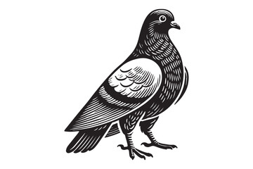pigeon silhouette