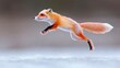 © tugkiara - Red fox leaping across snowy ground, winter wildlife