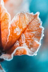 Wall Mural - Frozen Autumn Leaves with Hoarfrost in a Beautiful Nature Background