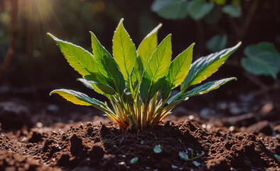 Poster - Small plant is growing in the dirt. The plant is green and has leaves. The leaves are spread out and are not touching each other