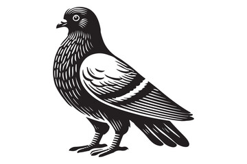 Pigeon Silhouette