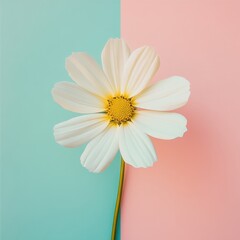 Aufkleber - Beautiful white flower with yellow center against pastel blue and pink background in soft natural light. Generative AI