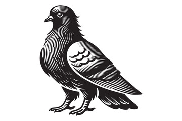 pigeon silhouette