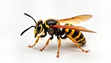 Close-up view of common wasp. Insect isolated on white background. Wasp yellow, black stripes. Detailed macro photo shows wasp wings, legs. Nature detail. Summer insect. Perfect for nature, insect,